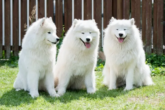 19 Types of Spitz Dog Breeds: Info, Pictures, Facts & History