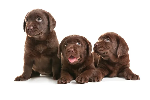Labrador Retriever Puppies for Sale in Connecticut: 2026 Breeders List