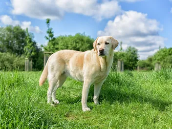Labrador Retriever Dog Breed: Info, Pictures, History, Care & More