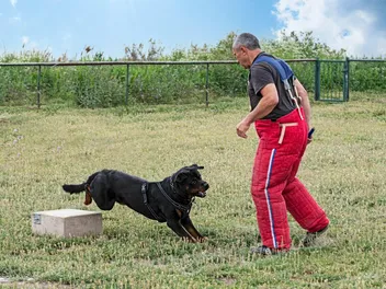 How to Train a Guard Dog: 5 Vet-Approved Steps & Breed Selection Tips