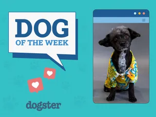 Dogster Photo Contest: Dogs of the Week Winners (October 25, 2024)