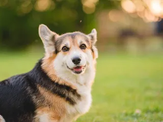 8 Corgi Haircuts & Grooming Styles in 2026