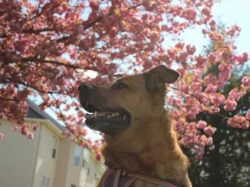 10 Coolest Dog Breeds: Info, Pictures, Origin & More