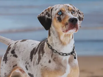 10 Dog Breeds With Blue Eyes: Info, Pictures & History