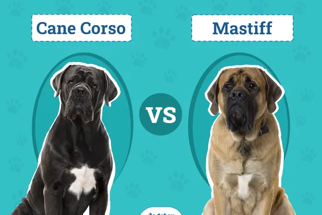 Cane Corso vs Mastiff: Vet-Reviewed Key Differences (With Pictures)