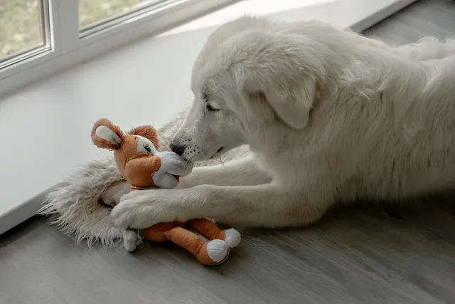 Why Does My Dog Have a Favorite Toy? Vet-Verified Behavioral Facts