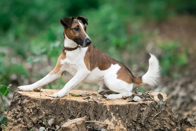 Smooth Fox Terrier