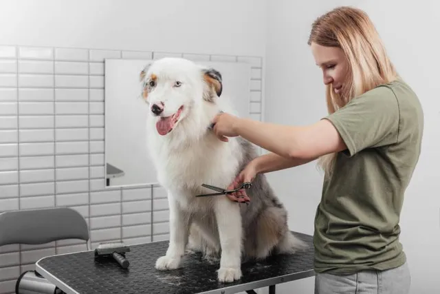 4 Awesome Australian Shepherd Haircuts (With Pictures)