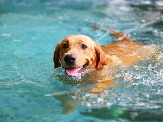 Top 18 Water Dog Breeds: Info, Pictures & History