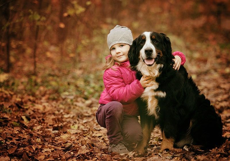 child hugs bernese mountain dog breed
