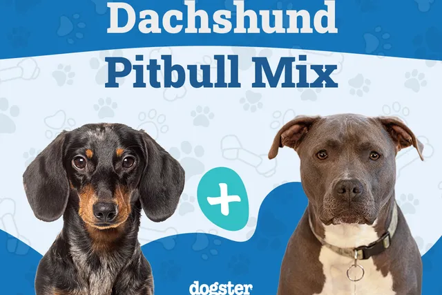 Dachshund Pitbull Mix Breed: Info, Pictures, Care & More