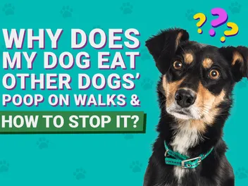 Why Does My Dog Eat Other Dogs' Poop on Walks & How to Stop It (Vet-Approved Guide)