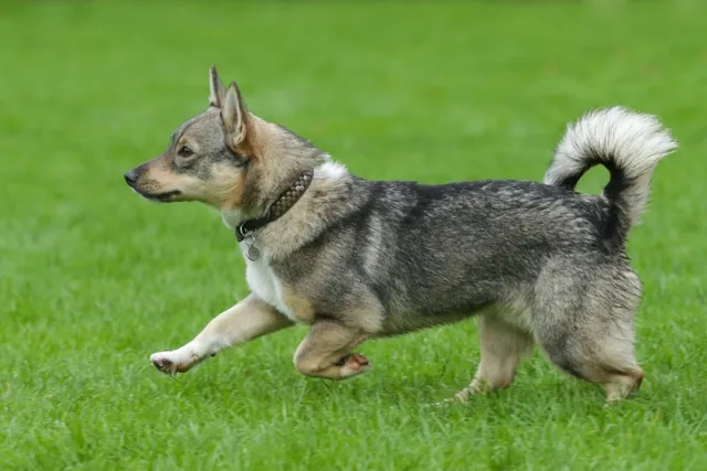 What Is a Wolf Corgi: Is It an Actual Breed?