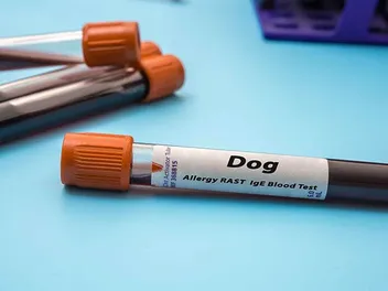 How Does Allergy Testing in Dogs Work? Our Vet Explains
