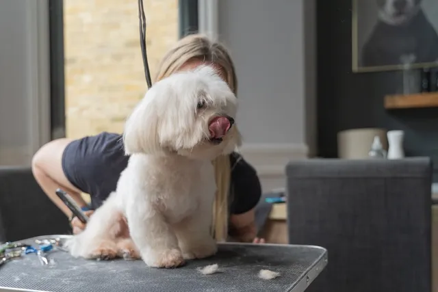 What Is a Puppy Cut: History & Grooming Tips