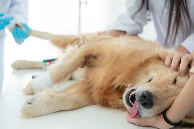 Why Did My Dog Die Under Anesthesia? 8 Possible Causes (Vet Answer)