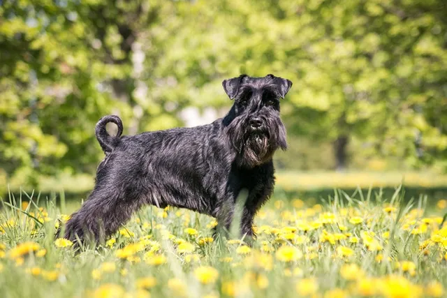 What Were Schnauzers Bred For? History of This Breed