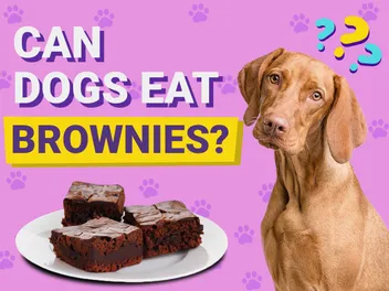 Can Dogs Eat Brownies? Vet-Approved Facts, Risks & FAQ