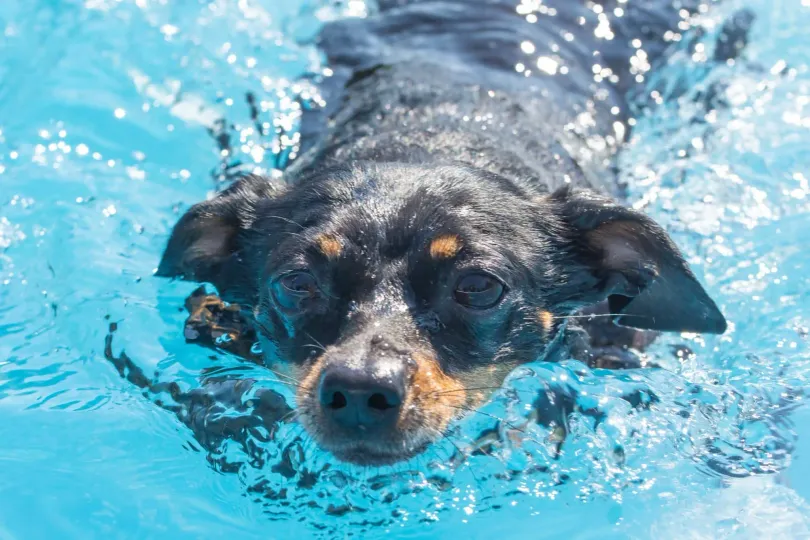 Swimming dog, ratter in the pool. Cute wet dog. Front view.