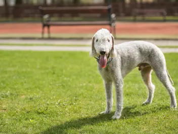Bedlington Terrier Dog Breed: Info, Pictures, Temperament & Traits