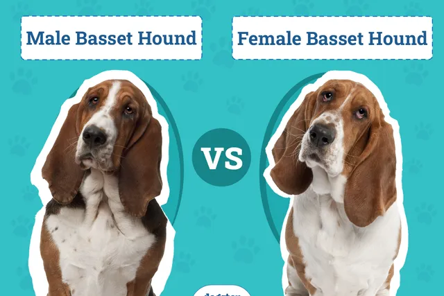 Male vs Female Basset Hounds: What’s the Difference? (With Pictures)