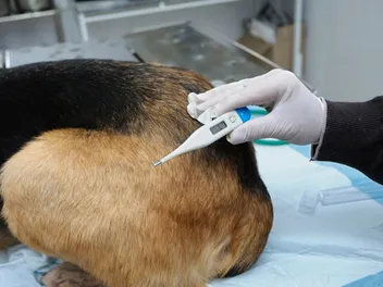 What Is A Normal Temperature For A Dog? Vet-Verified Health Facts & FAQ