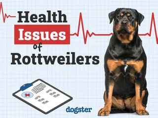 10 Common Health Problems in Rottweilers: Vet-Verified Facts