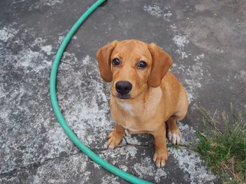 Beago (Beagle & Golden Retriever Mix): Info, Pictures, Care & More