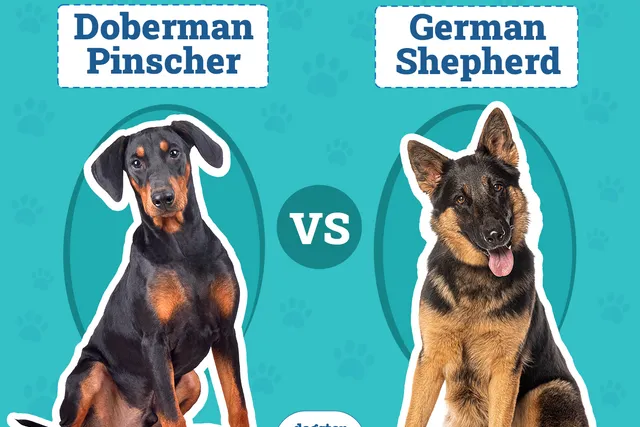 Doberman vs German Shepherd: The Comparison (With Pictures)