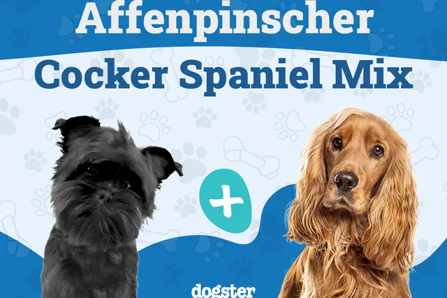 Affen Spaniel (Affenpinscher & Cocker Spaniel Mix): Info, Pictures, Care & More