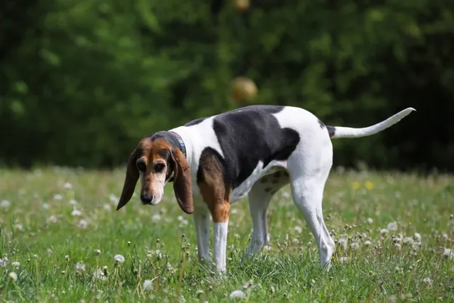 English Foxhound Dog Breed: Info, Pictures, Care & More