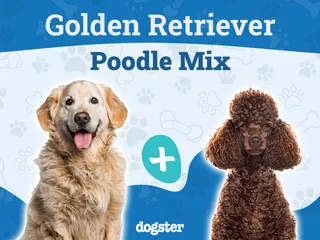 Mini Goldendoodle Dog Breed: Info, Pictures, Care & More
