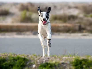 Australian Shepherd Dalmatian Mix: Info, Pictures, Temperament & Traits