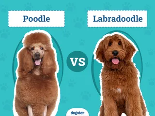 Poodle vs Labradoodle: The Differences (With Pictures)