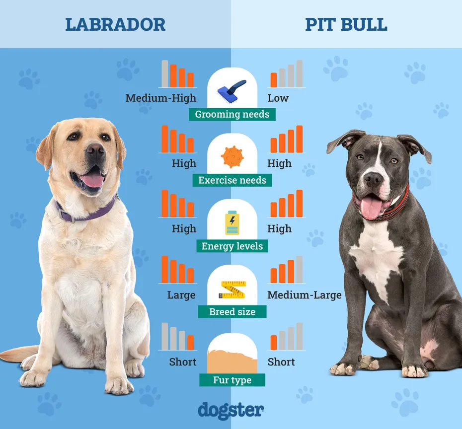 Dogster_Side by Side Comparison_ Labrador vs Pit Bull
