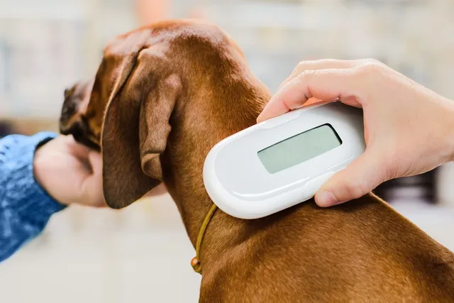 10 Pros & Cons of Microchipping Dogs: Vet-Verified Facts
