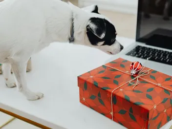 13 Hanukkah Gifts for Dogs & Dog Lovers In 2026