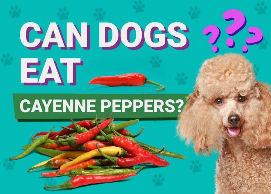 Can Dogs Eat_cayenne peppers