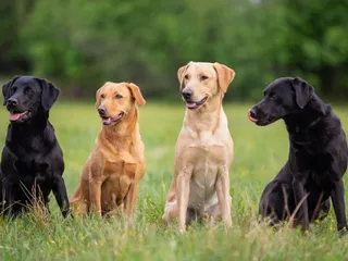 How Many Dogs Are There in Australia in 2026? What Statistics Say