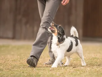 Why Dogs Are Better Than Kids: 14 Ways