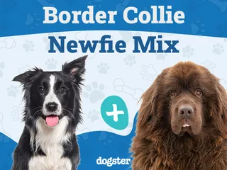 Border Newfie (Newfoundland Dog Border Collie Mix): Info, Pictures, Care & More