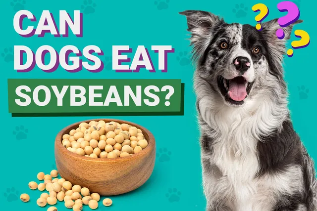 Can Dogs Eat Soybeans? Vet-Verified Facts & FAQ
