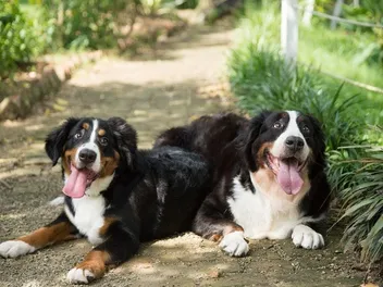 Is It Safe to Breed Brother & Sister Dogs? Vet-Verified Facts, Ethics, & FAQ