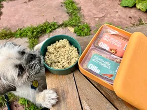 White fluffy dog looking at Ollie fresh dog food chicken and beef recipes on table