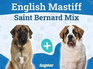 Belgian Mastiff Dog Breed: Info, Pictures, Temperament & More