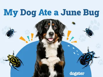 My Dog Ate a June Bug: Vet-Reviewed Tips, Dangers & FAQs