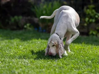 How to Train a Dog to Track: 7 Vet Approved Scent Work Tips & Tricks