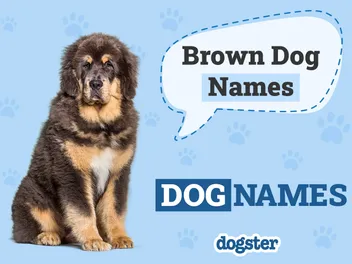175 Brown Dog Names: Ideas for Your Adorable Chocolate-Colored Pup