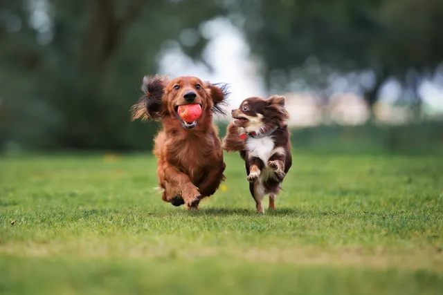 Do Dogs Have Best Friends? Canine Behavior Explained