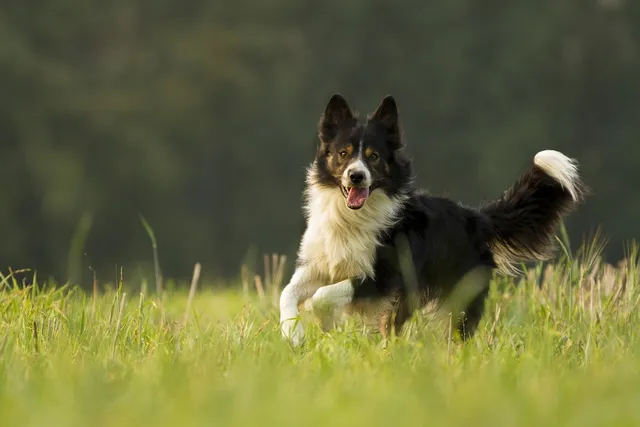 Do Border Collies Bark a Lot? Vet-Verified Facts & Advice